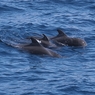 Чудо рождения - в неволе появился на свет редкий белый дельфин