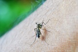 Учёные узнали, как отучить комаров кусаться