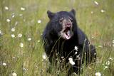В нацпарке США туриста загрыз медведь