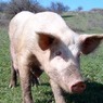 Из-за африканской чумы свиней Россия останется без украинского сала