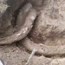 Житель якутского села нашёл в огороде бивни мамонта