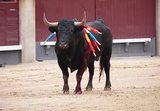 В Мексике бык на корриде покалечил более 20 человек