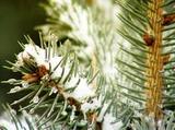Россельхознадзор: Новогодние елки из США съедят российские леса