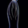 Спасатели в Австралии обнаружили на пляже новый вид медузы