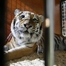 Раненого в Амурской области тигра спасти не удалось