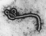 В Финляндии госпитализирован мужчина с подозрениями на Эболу