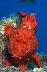 Топ-5 самых странных обитателей морских глубин (ФОТО, ВИДЕО)
