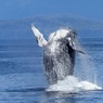 В Японии судно на подводных крыльях столкнулось с китом