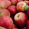 В Оренбурге изъято 20 тонн запрещенных молдавских яблок