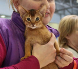 Котоводам на заметку: Московский зоопарк отпразднует День кота