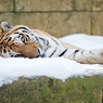 Китаец принес себя в жертву тигру на глазах у народа (ФОТО 14+)