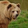 Медведь напал на жителя Приуралья
