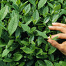 Сочинские плантации чая в десятке лучших для экскурсий англичан