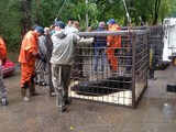 Спасённую из Уссурийского зоопарка медведицу задрали сородичи