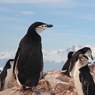 Травматологи рекомендуют во время гололедицы учиться ходить у пингвинов