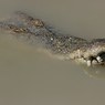 В Пензе  рядом со свалкой нашли полуживого крокодила