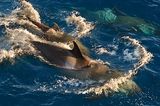 Духовная пища зверей: как рассмешить дельфина (ВИДЕО)