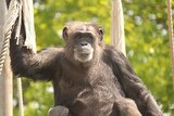Завязавший с алкоголем и сигаретами шимпанзе умер (ВИДЕО)