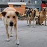 Полиция Южно-Курильска расследует массовую гибель собак
