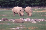 Последний у мире самец белого носорога умер в 45 лет, так и не найдя себе пару