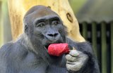 В Уганде туристы понаблюдают за горилами и помогут науке