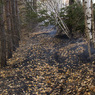 Причиной запаха гари в Москве могут быть горящие торфяники