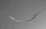 В озере Моно ученые нашли «инопланетных» трехполых червей