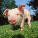 Свиньи-мутанты будут поставлять донорские органы людям