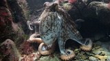 В Новой Зеландии осьминог совершил побег из океанариума в океан