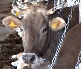 Эксперты считают ограничение поголовья скота глупостью