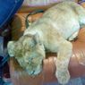 Прокуратура наказала организаторов тверской зоовыставки за измученного львенка