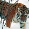 Житель Хабаровского края застрелил амурского тигра во время охоты