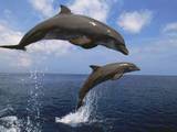 Тюменцев призывают бойкотировать шоу дельфинов из-за шокирующих фото