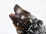 Видео: медведь озверел от песни Рианны в исполнении сноубордистки