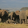 Окончание трехчасового боя слоненка с 3 львицами за жизнь попало на видео