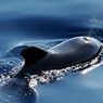 Сахалинские экологи вывели на глубину кита-полосатика