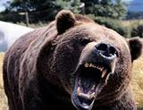 В Тюменской области медведь откусил голову рабочему