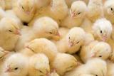 На курской птицефабрике в огне погибли полмиллиона цыплят