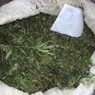 Полицейские под Красноярском изъяли у подростка 1 кг марихуаны
