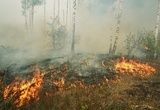 В Тверской области горит 50 гектаров торфяника