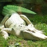 Крокодил по кличке Майкл Джексон съел рыбака в Австралии (ВИДЕО)