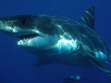 Десятки акул в австралийской бухте на глазах у туристов растерзали кита (ВИДЕО)