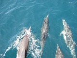 Сотни теплолюбивых дельфинов-афалин обнаружили в неожиданном месте