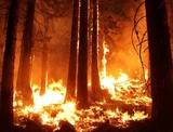 СК проверит сообщения о причастности чиновника к поджогу леса
