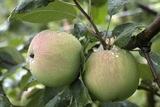 Перед допуском белорусских яблок в Россию, там измерили все сады