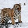 Жители Приморья нашли у дороги третьего сильно истощенного тигренка