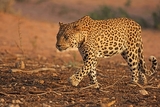 Страшная история леопарда с железной головой (ВИДЕО)
