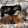 Во время недавнего снегопада козел Тимур выгнал тигра Амура из убежища