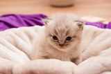 Вид милых младенцев и котят вызывают у людей агрессию, выяснили ученые