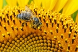 Загадочная роль пчел в возникновении человечества